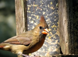 Cardeal Bird Food Guide:das sementes às bagas, faça um banquete no quintal e atraia cardeais 