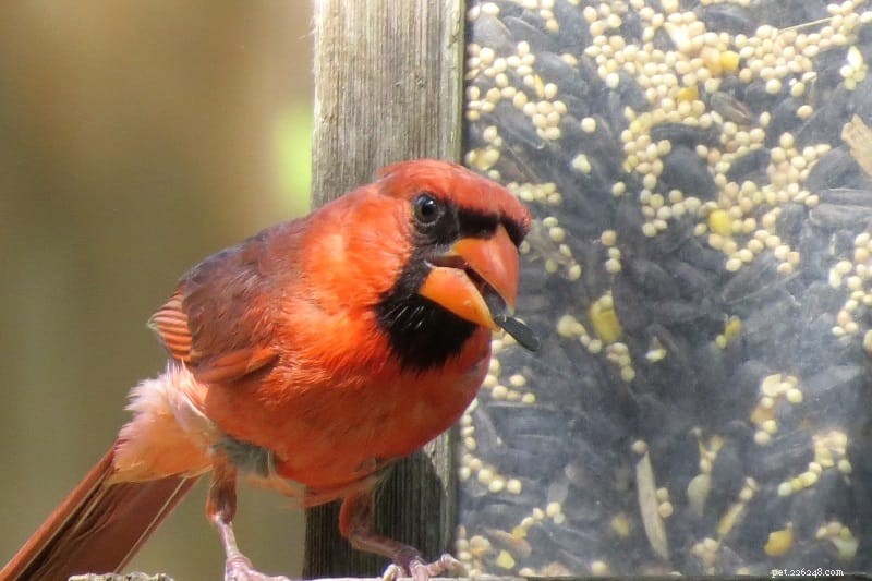 Guida al cibo per uccelli cardinali:dai semi alle bacche, prepara una festa in giardino e attira cardinali
