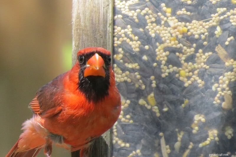 Hur man lockar kardinaler till din trädgård:5 saker du behöver