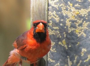 Hoe trek je kardinalen naar je tuin:5 dingen die je nodig hebt