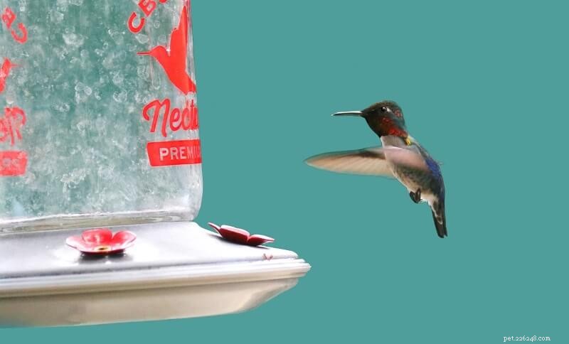 Beste kolibrievoer:5 gezonde nectars + zelfgemaakte nectarrecept