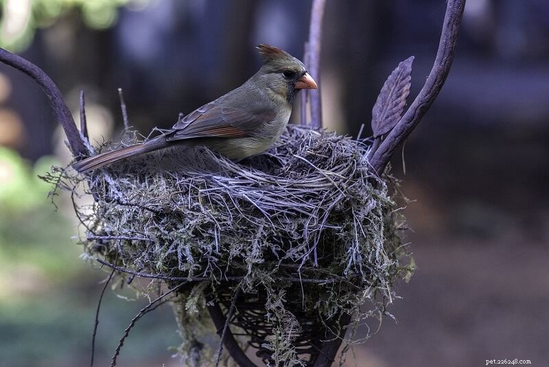 Hur man lockar kardinaler till din trädgård:5 saker du behöver
