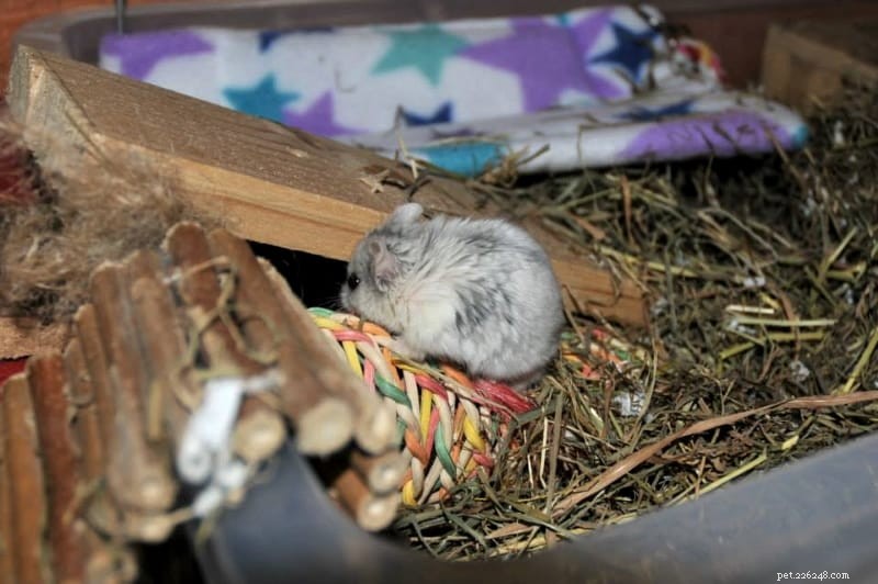 O que alimentar seu hamster anão – dieta do hamster chinês, russo e Roborovski