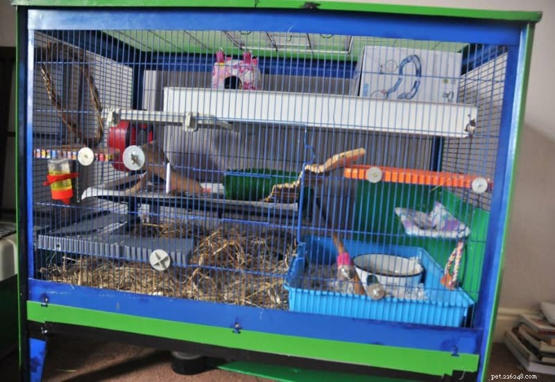 Håll hamstrar som husdjur:10 saker att veta innan du adopterar