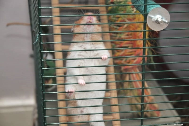 Manter hamsters como animais de estimação:10 coisas a saber antes de adotar