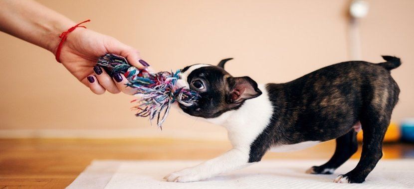 10 лучших жевательных игрушек для агрессивных жевательных собак в 2022 году
