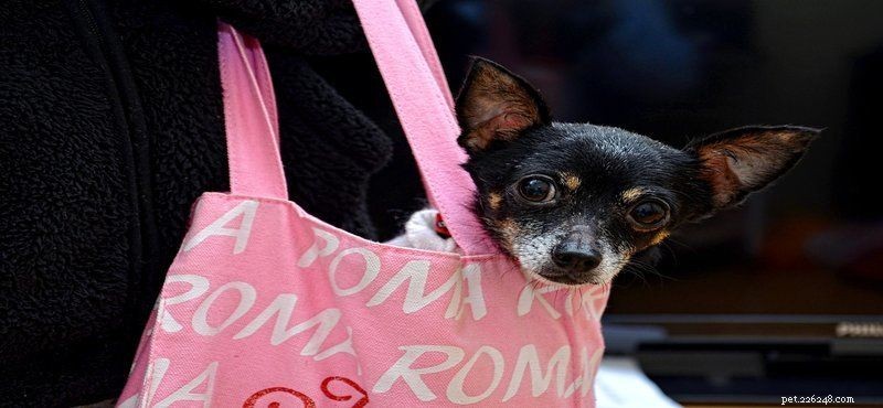 Nejlepší nosič psího batohu pro pěší turistiku – průvodce a recenze