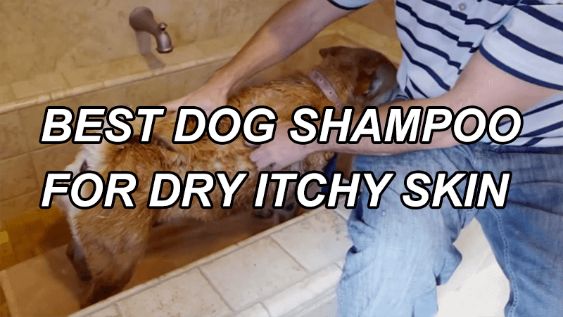 Nejlepší psí šampon pro suchou svědivou kůži Průvodce a recenze