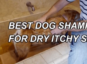 乾燥したかゆみのある肌のための最高の犬のシャンプーガイドとレビュー 