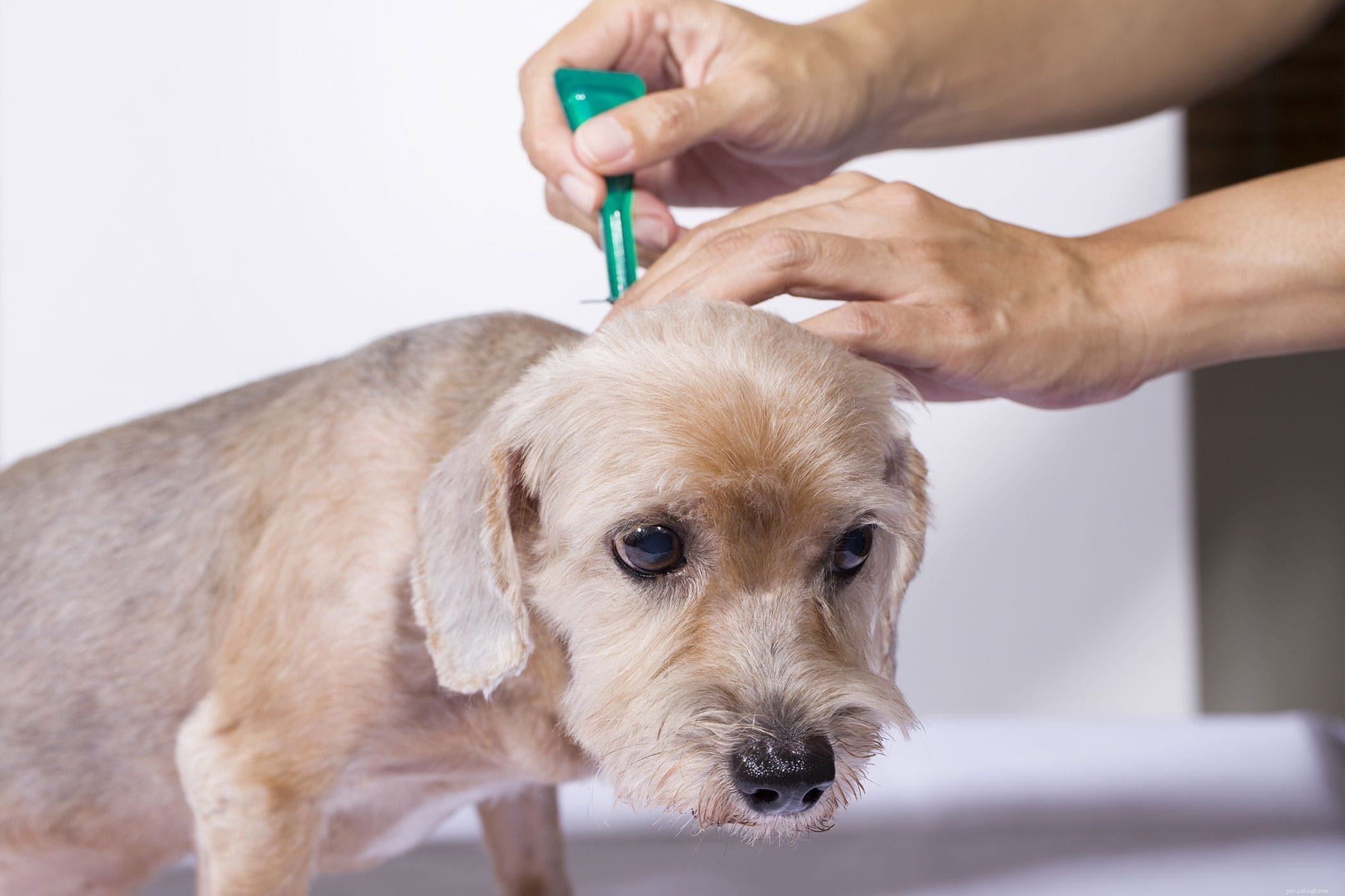 As melhores maneiras de proteger seus cães contra carrapatos e pulgas 