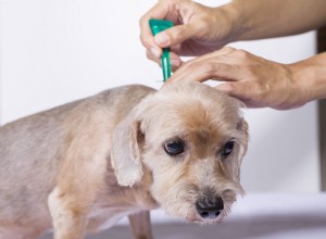 ダニやノミからあなたの犬を保護するための最良の方法 