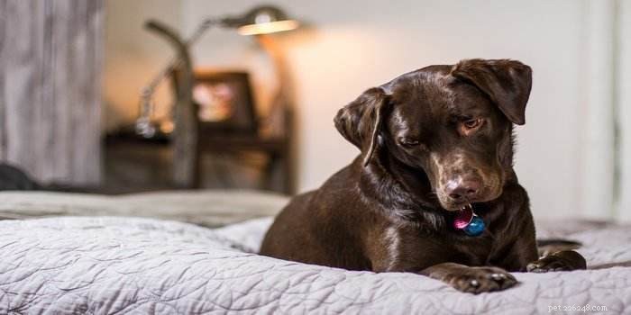 Meilleur lit orthopédique pour chiens de grandes races – Guide et avis