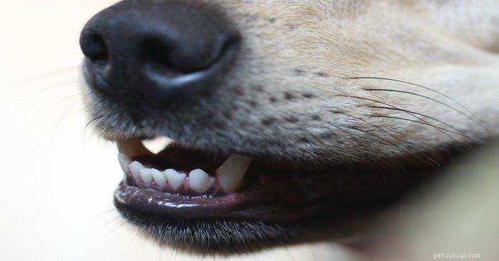 Hur ofta ska jag borsta mina hundars tänder?