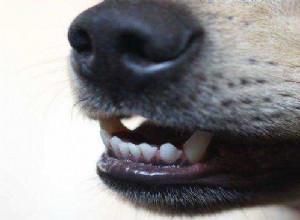 Com que frequência devo escovar os dentes do meu cachorro?