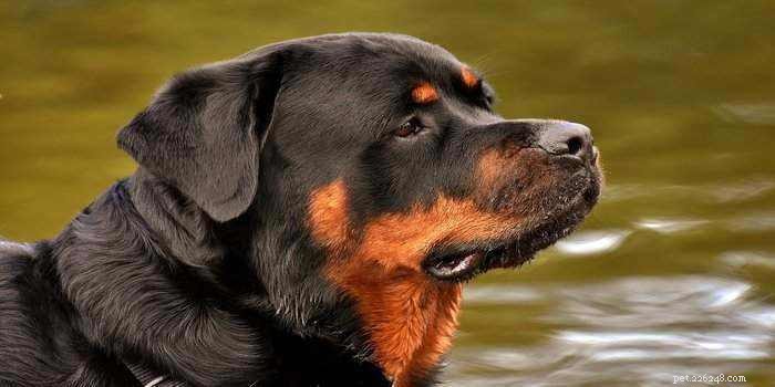 6 самых дорогих пород собак в мире
