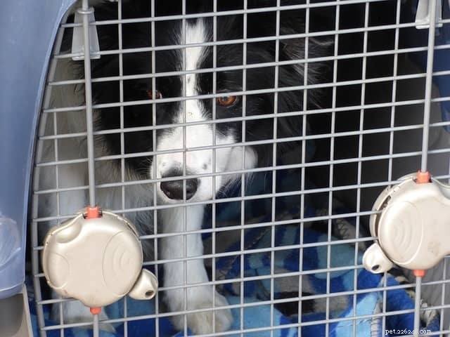 10 meilleures cages pour chien contre l anxiété de séparation - Guide et avis[Mise à jour 2022]