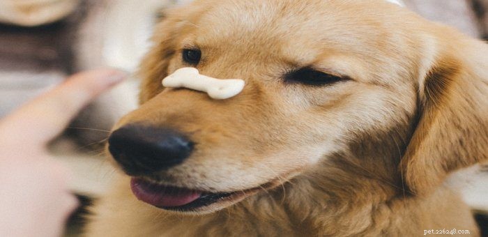 10 tipů a triků na venčení psů, které by měl každý znát