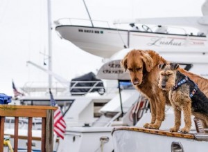 テリアに適した犬用ハーネスの選び方 