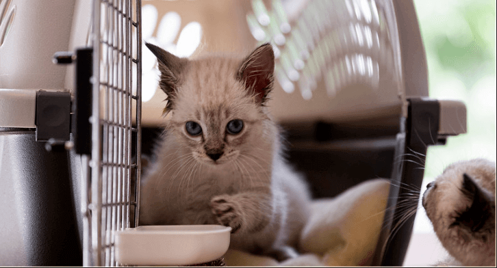 Nejlepší kočka pro obtížné a nervózní kočky:Recenze a kompletní průvodce nákupem