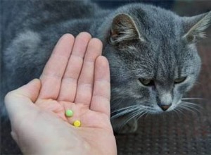 旅行のために猫を落ち着かせる方法：便利なガイド 