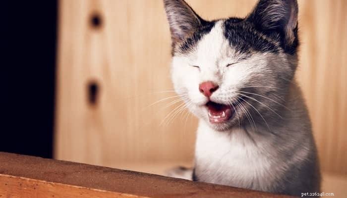Een agressieve kat in een draagmand krijgen:de eenvoudigste methode