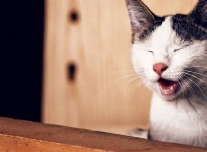 Как посадить агрессивную кошку в переноску:самый простой способ