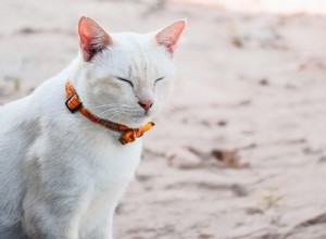 장거리 자동차 여행을 위한 최고의 고양이 캐리어 탑 15