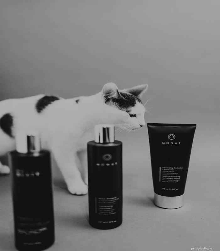 Beste shampoo voor Perzische katten in 2022- Beoordelingen en koopgids
