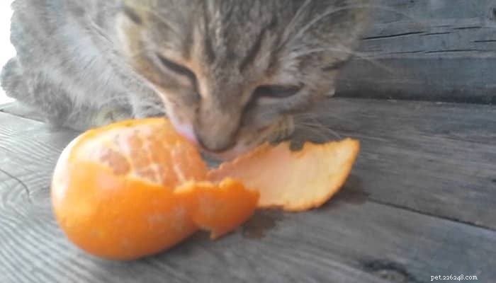 Kunnen katten mandarijnen eten?