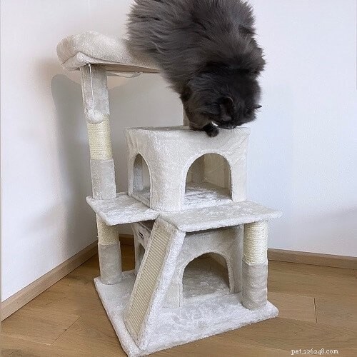 Toozey Multi-Level Cat Condo with Scratching Post Reviews