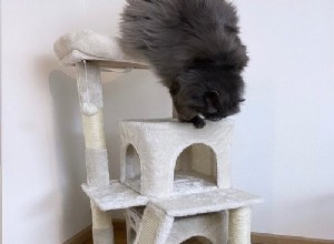 Toozey Multi-Level Cat Condo with Scratching Post 리뷰