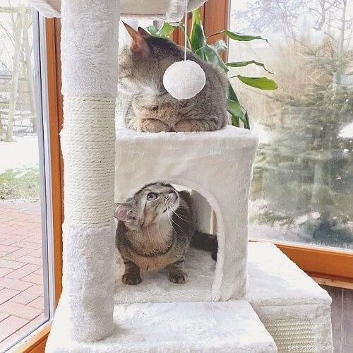 Toozey Multi-Level Cat Condo with Scratching Post 리뷰