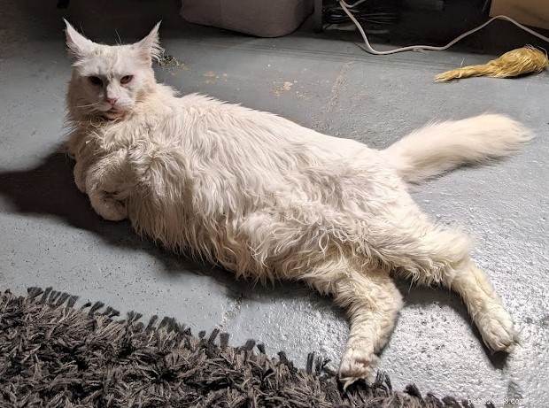 Kočka Zeke zmizela ze svého domu v severním Londýně před pěti lety, ale díky svému mikročipu si našla cestu zpět
