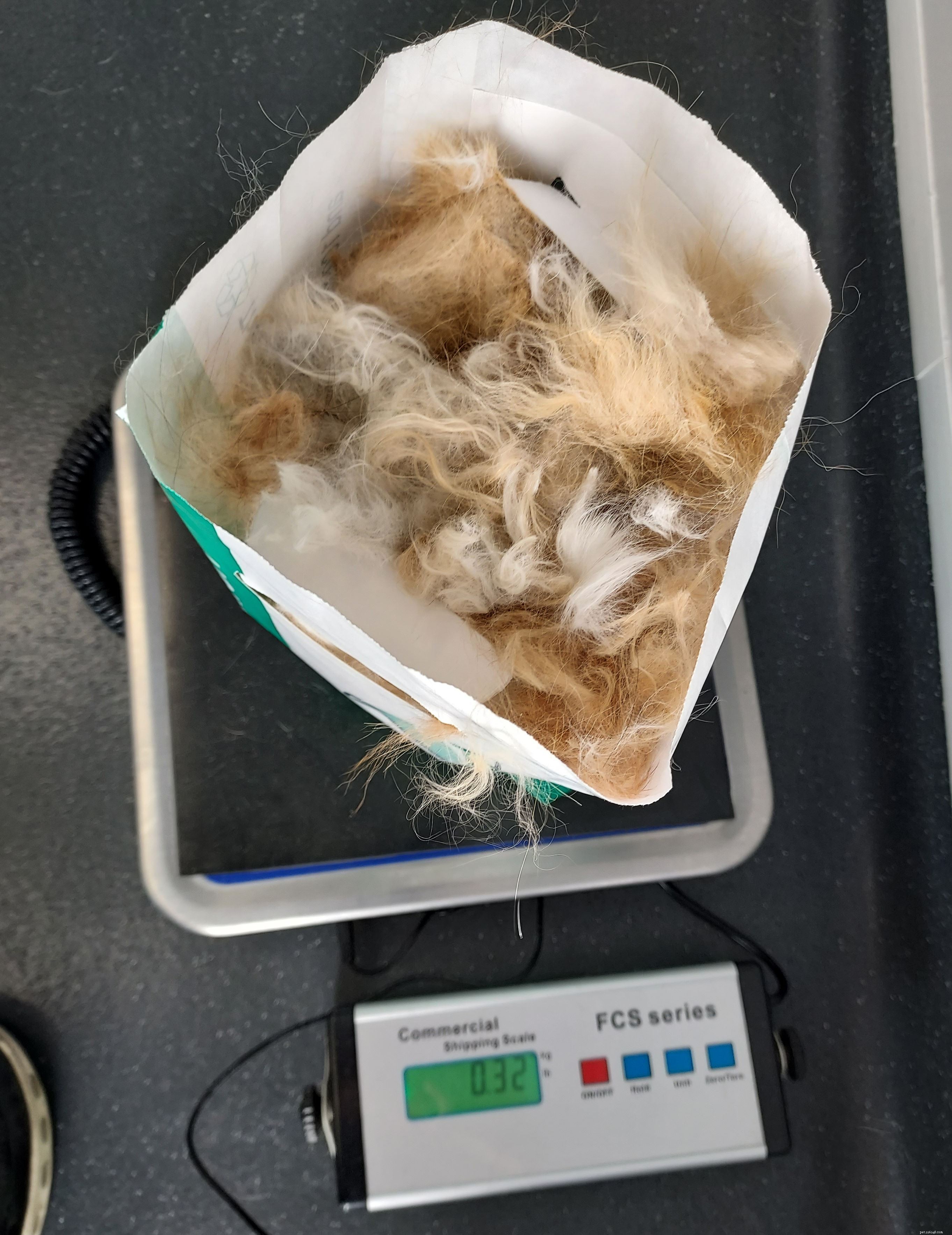 Een oudere kat arriveerde in ons Tyneside Adoption Center met het ergste geval van gematteerd bont dat ze ooit hadden gezien