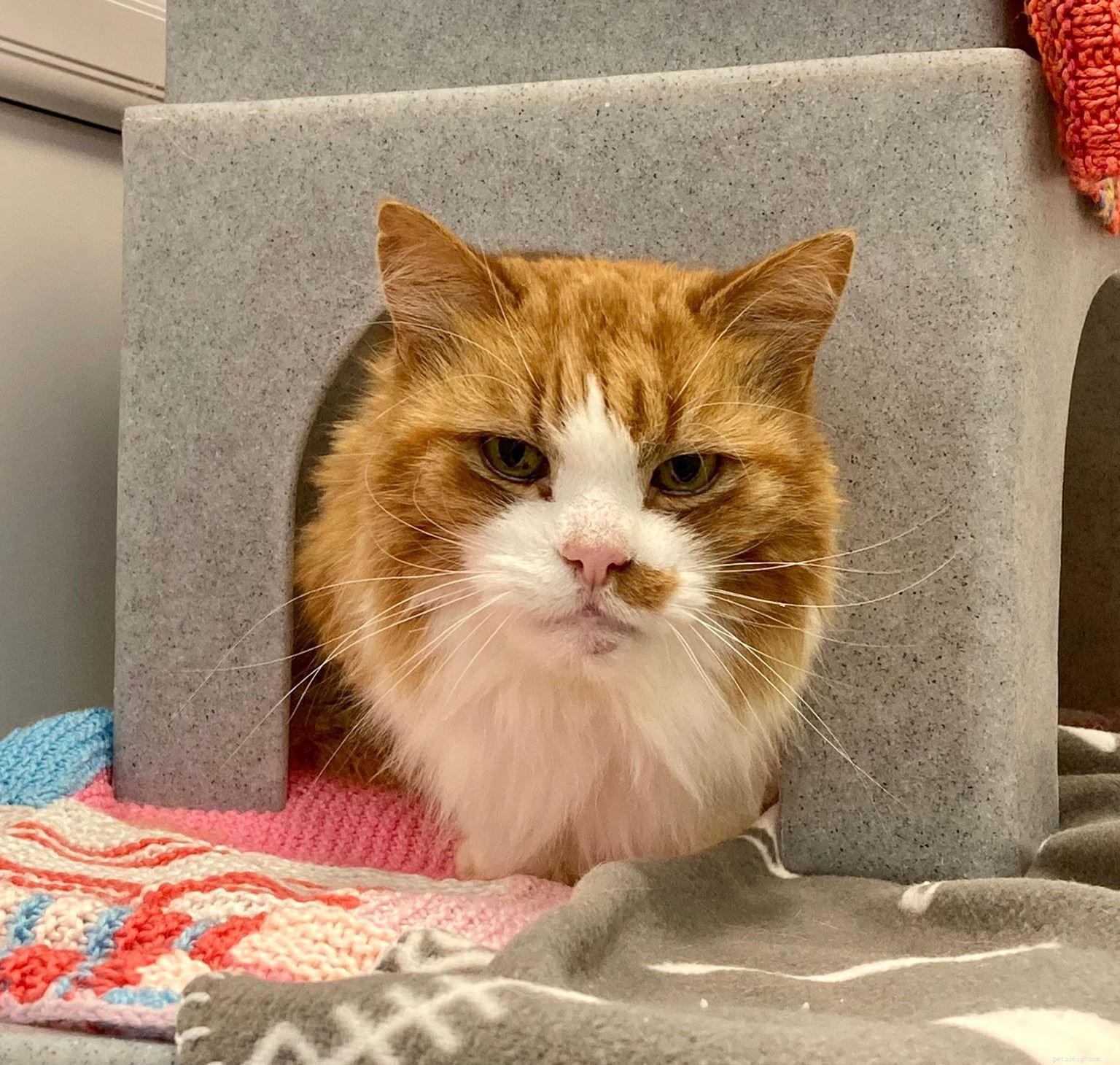 Un gatto anziano è arrivato al nostro Tyneside Adoption Center con il peggior caso di pelo arruffato che avessero mai visto