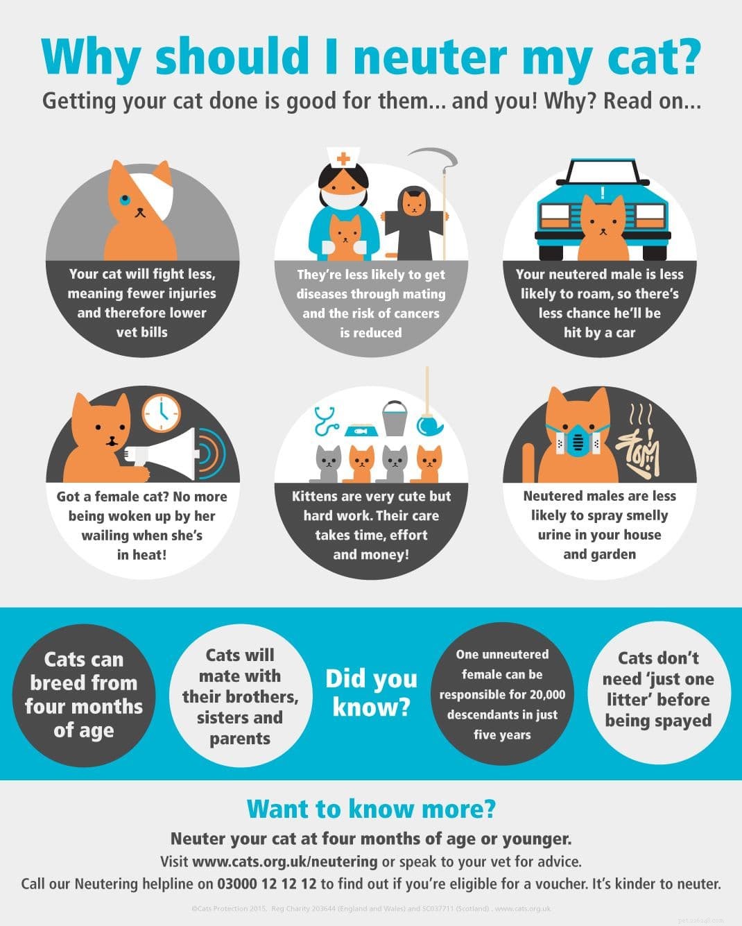 7 cose sorprendenti che potresti non sapere sulla sterilizzazione dei gatti.
