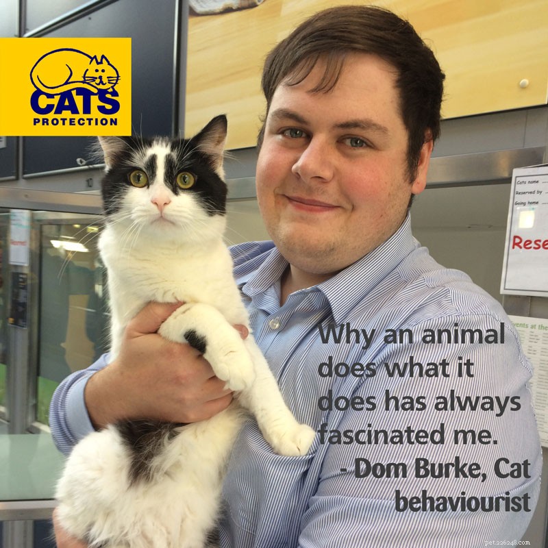 Carreiras com gatos:como posso me tornar um comportamentalista de gatos?