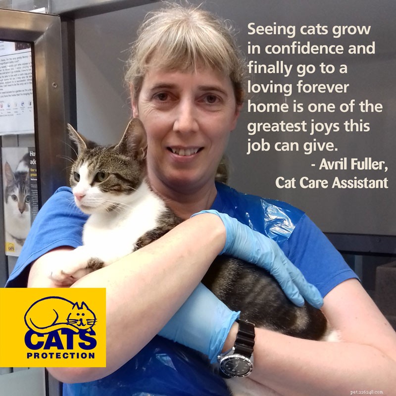 Karriärer med katter:Hur kan jag bli en kattvårdsassistent?
