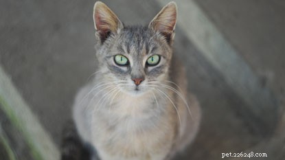 Il veterinario Sarah spiega perché ai gatti potrebbero non piacere i rumori forti, cosa fare se trovi una ciste sul tuo gatto e come comportarti con i tuoi gatti sensibili pancia.
