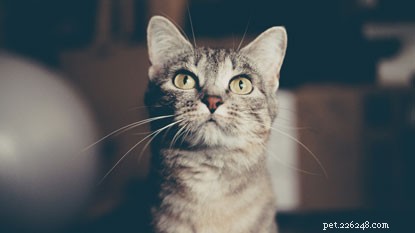 Vet Sarah vysvětluje, proč kočky nemusí mít rády hlasité zvuky, co dělat, když na své kočce objevíte cystu a jak zacházet s citlivými kočkami bříško.
