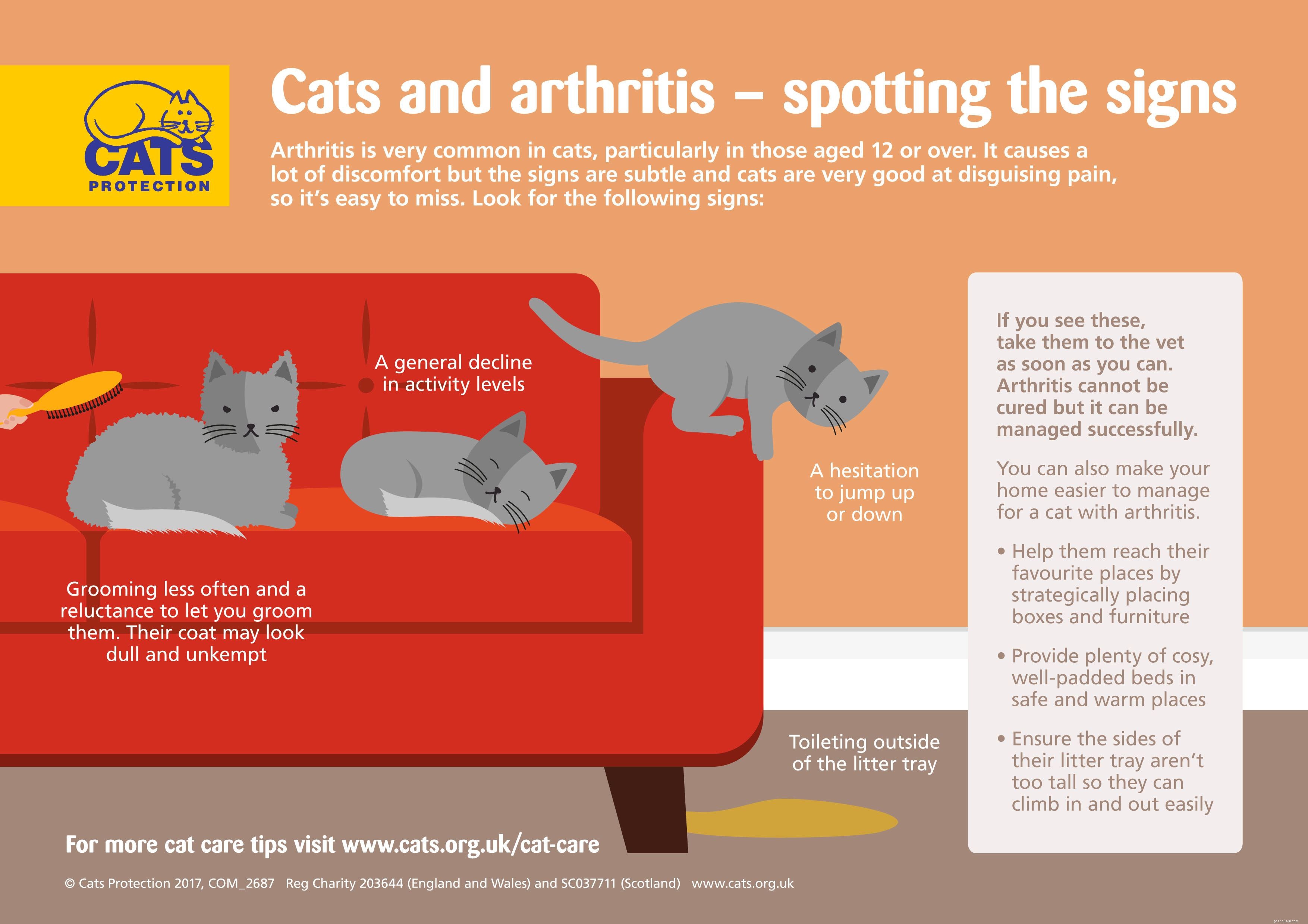Kočky a artritida:zjistěte příznaky a přizpůsobte svůj domov