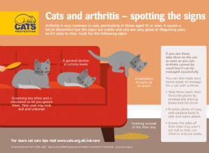 고양이와 관절염:징후를 발견하고 집을 개조하십시오