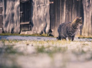 行動主義者のニッキーは、猫がネズミを狩る理由と、猫があなたを起こそうとする理由を教えてくれます。