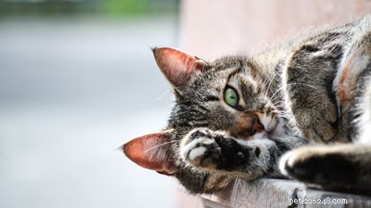 行動主義者のニッキーは、猫がネズミを狩る理由と、猫があなたを起こそうとする理由を教えてくれます。