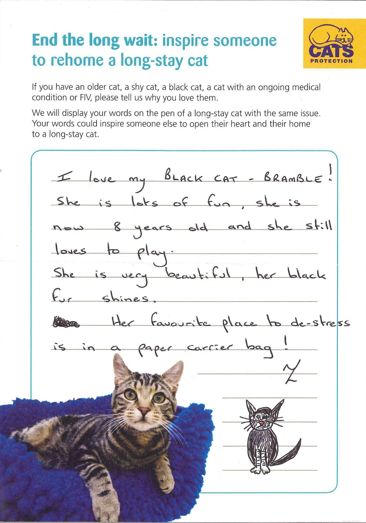 Dina berättelser om katter som varit i Cats Protections vård under en lång tid men nu är lyckligt bosatta hemma.