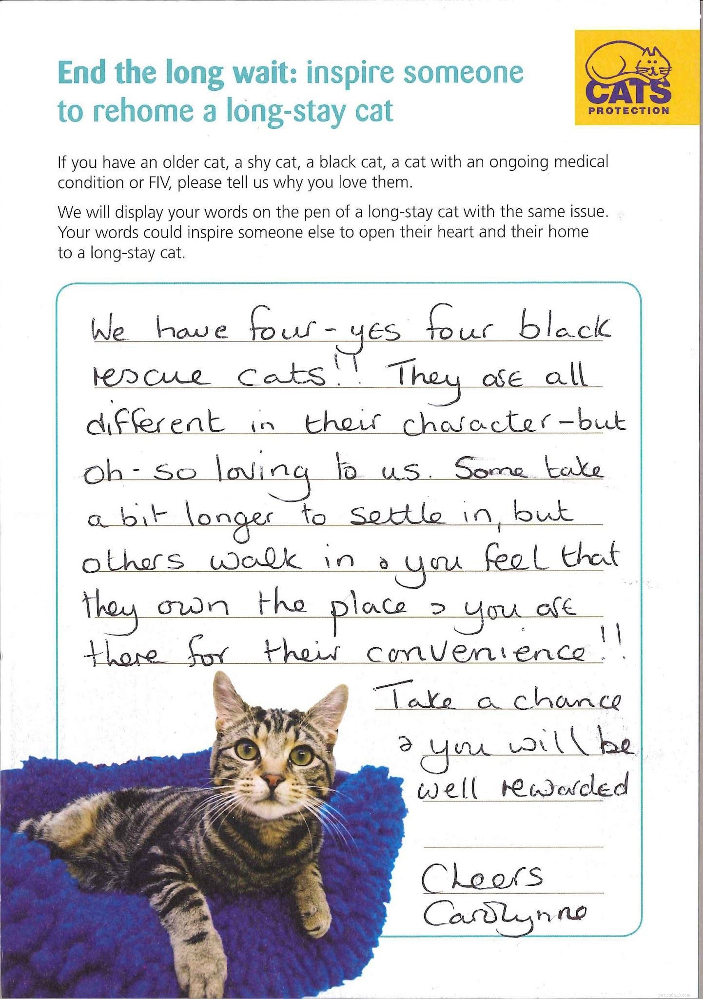 Dina berättelser om katter som varit i Cats Protections vård under en lång tid men nu är lyckligt bosatta hemma.