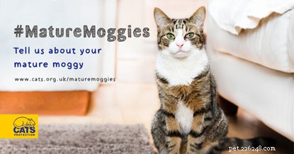 Mature Moggies Week:새 집에 정착한 멋진 나이든 고양이입니다.