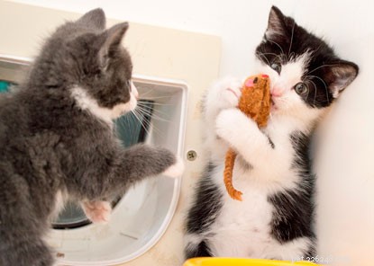 Os gatos podem comer catnip?