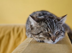 Na všechny vaše otázky ohledně toulavých a divokých koček odpověděla naše manažerka pro kastrace Jane Clementsová.