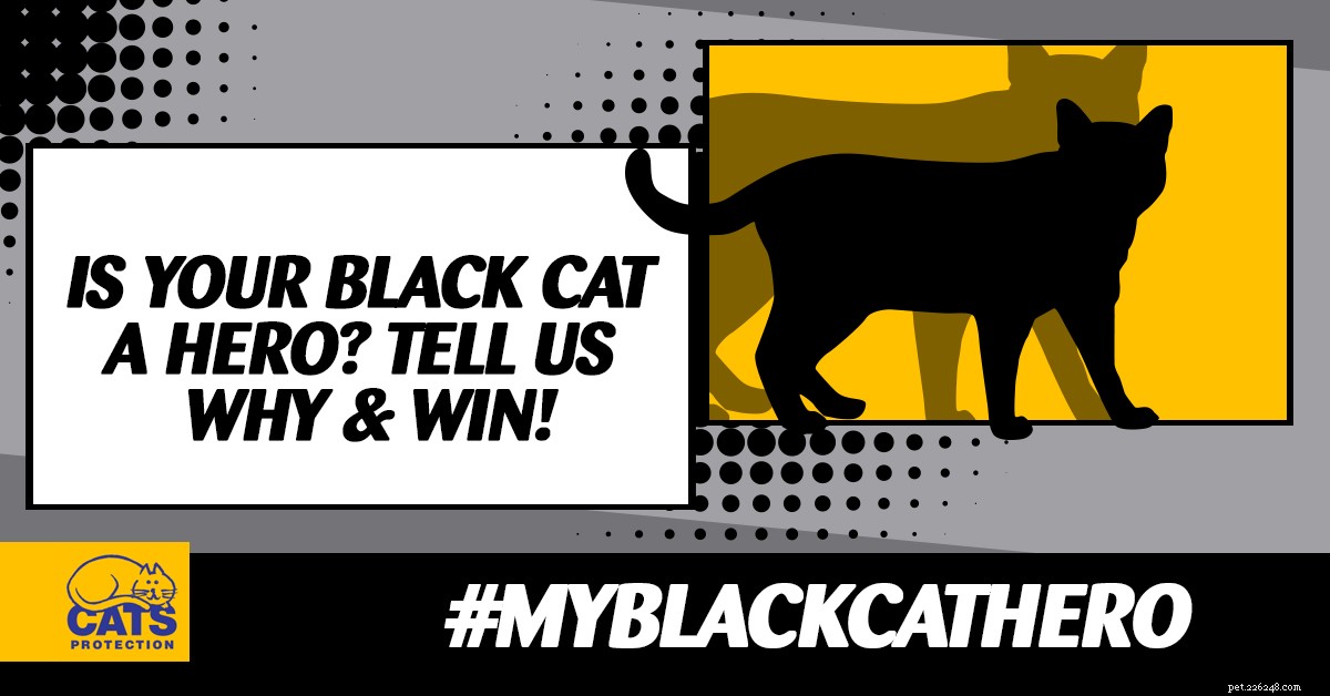Neste Dia Nacional do Gato Preto, conte-nos o que torna seu gato preto um herói!